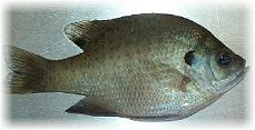 Coppernose Bluegill - CNB - FINGERLING FISH Coppernose Bluegill