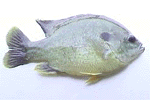 Hybrid Bluegill - HBG - FINGERLING FISH Hybrid Bluegill