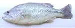 Largemouth Bass - LMB - FINGERLING FISH Largemouth Bass