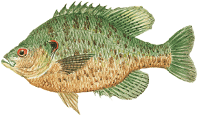 Redear Bream - Shellcracker